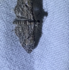 Phrissogonus laticostata (Apple looper moth) at Hughes Garran Woodland - 1 Apr 2022 by Tapirlord