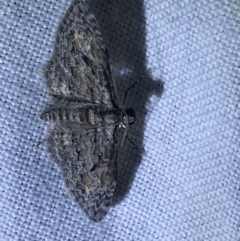 Phrissogonus laticostata at Garran, ACT - 1 Apr 2022