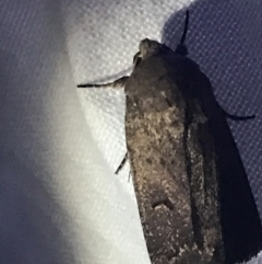 Proteuxoa (genus) (A Noctuid moth) at Hughes Garran Woodland - 1 Apr 2022 by Tapirlord