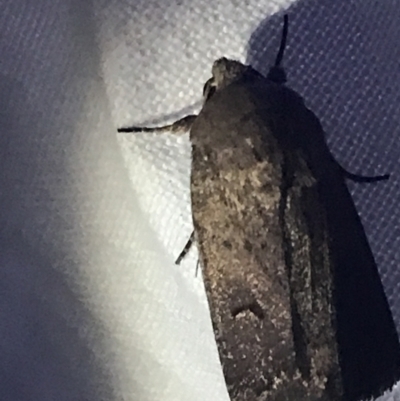 Proteuxoa (genus) (A Noctuid moth) at Hughes Garran Woodland - 1 Apr 2022 by Tapirlord