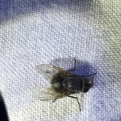 Calliphoridae (family) (Unidentified blowfly) at Red Hill to Yarralumla Creek - 1 Apr 2022 by Tapirlord