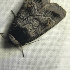 Proteuxoa restituta (Black-bodied Noctuid) at Hughes Garran Woodland - 1 Apr 2022 by Tapirlord