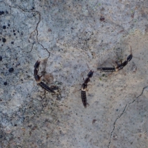 Staphylinidae (family) at Murrumbateman, NSW - 10 Apr 2022 04:34 PM