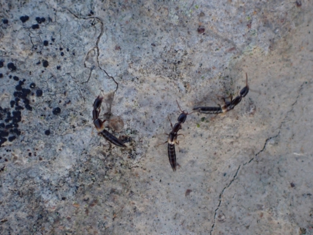 Staphylinidae (family) at Murrumbateman, NSW - 10 Apr 2022