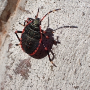 Notius depressus at Murrumbateman, NSW - 10 Apr 2022 04:25 PM