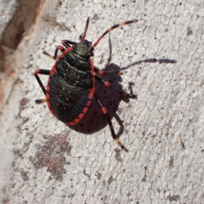 Notius depressus (Shield bug) at Murrumbateman, NSW - 10 Apr 2022 by SimoneC