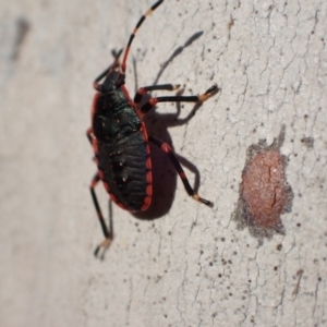 Notius depressus at Murrumbateman, NSW - 10 Apr 2022