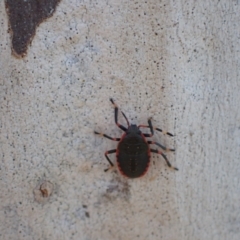 Notius depressus at Murrumbateman, NSW - 10 Apr 2022