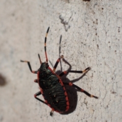 Notius depressus at Murrumbateman, NSW - 10 Apr 2022 04:25 PM