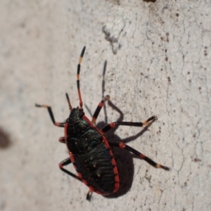 Notius depressus at Murrumbateman, NSW - 10 Apr 2022