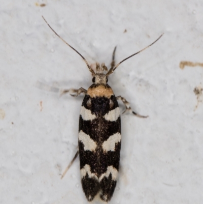 Limnaecia camptosema (A Cosmet moth (Cosmopteriginae) at Melba, ACT - 1 Mar 2022 by kasiaaus