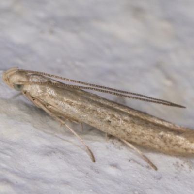 Batrachedra (genus) (The single genus of family Batrachedridae) at Melba, ACT - 1 Mar 2022 by kasiaaus