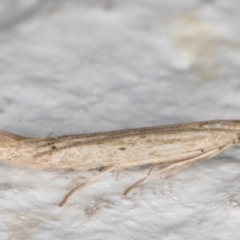 Batrachedra (genus) at Melba, ACT - 1 Mar 2022 12:09 AM