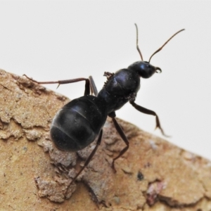 Iridomyrmex purpureus at Wanniassa, ACT - 10 Apr 2022