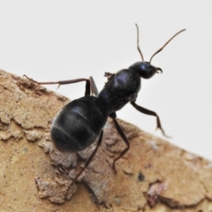 Iridomyrmex sp. (genus) (Ant) at Wanniassa, ACT - 10 Apr 2022 by JohnBundock