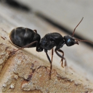 Iridomyrmex purpureus at Wanniassa, ACT - 10 Apr 2022