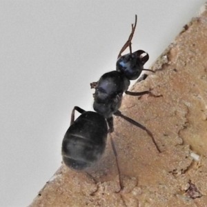 Iridomyrmex purpureus at Wanniassa, ACT - 10 Apr 2022