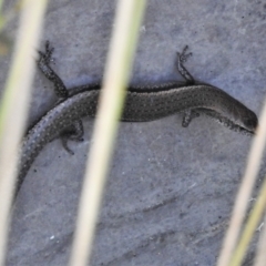 Lampropholis delicata (Delicate Skink) at Paddys River, ACT - 10 Apr 2022 by JohnBundock