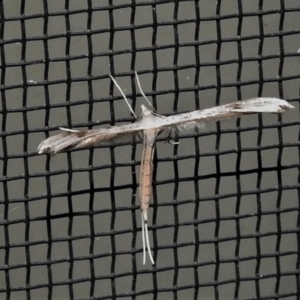 Platyptilia celidotus at Wanniassa, ACT - 9 Apr 2022