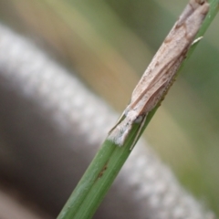 Culladia cuneiferellus (Crambinae moth) at Murrumbateman, NSW - 2 Apr 2022 by SimoneC