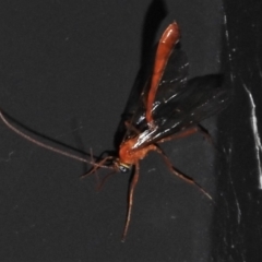 Enicospilus sp. (genus) (An ichneumon wasp) at Wanniassa, ACT - 9 Apr 2022 by JohnBundock