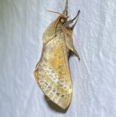Oxycanus (genus) (Unidentified Oxycanus moths) at Jerrabomberra, NSW - 10 Apr 2022 by SteveBorkowskis