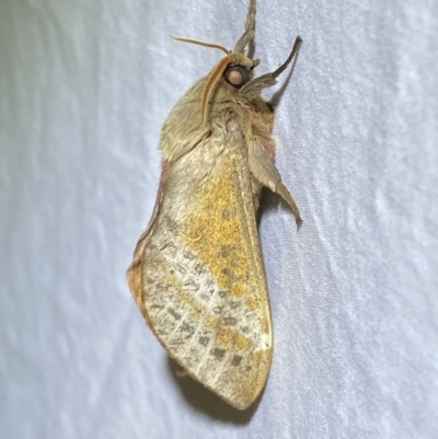 Oxycanus (genus) (Unidentified Oxycanus moths) at Jerrabomberra, NSW - 10 Apr 2022 by SteveBorkowskis