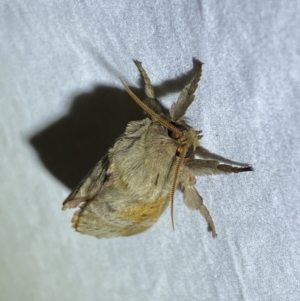 Oxycanus (genus) at Jerrabomberra, NSW - 10 Apr 2022