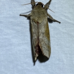 Oxycanus (genus) at Jerrabomberra, NSW - 10 Apr 2022