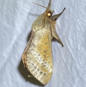 Oxycanus (genus) at Jerrabomberra, NSW - 10 Apr 2022