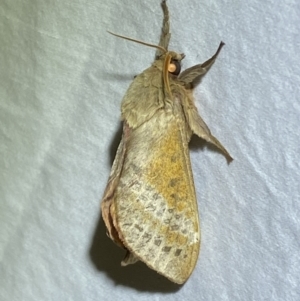 Oxycanus (genus) at Jerrabomberra, NSW - 10 Apr 2022