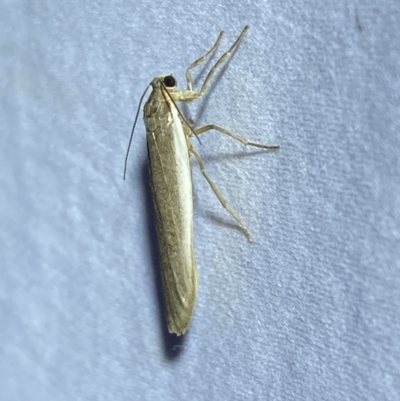 Scoliacma nana (Diminutive Footman) at QPRC LGA - 10 Apr 2022 by Steve_Bok