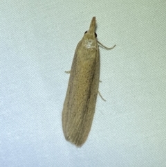 Meyriccia latro (Pyralid moth) at Jerrabomberra, NSW - 10 Apr 2022 by Steve_Bok