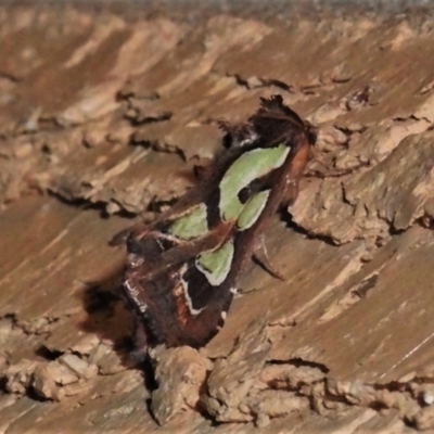 Cosmodes elegans (Green Blotched Moth) at Wanniassa, ACT - 10 Apr 2022 by JohnBundock