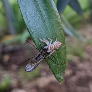 Opisthoncus grassator at Watson, ACT - 10 Apr 2022