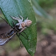 Opisthoncus grassator at Watson, ACT - 10 Apr 2022