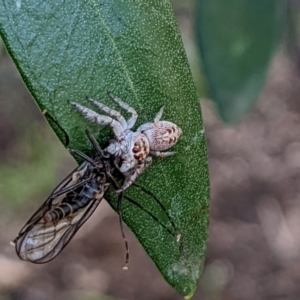 Opisthoncus grassator at Watson, ACT - 10 Apr 2022