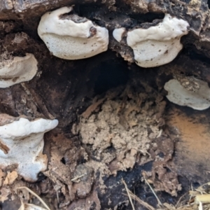 zz Polypore (shelf/hoof-like) at Watson, ACT - 10 Apr 2022