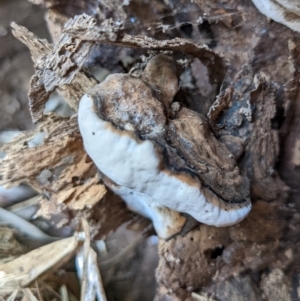 zz Polypore (shelf/hoof-like) at Watson, ACT - 10 Apr 2022