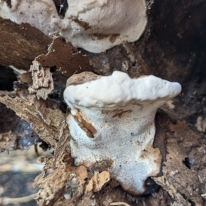 zz Polypore (shelf/hoof-like) at Watson, ACT - 10 Apr 2022