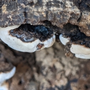 zz Polypore (shelf/hoof-like) at Watson, ACT - 10 Apr 2022