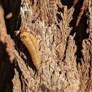 Lophyrotoma sp. (genus) at Watson, ACT - 10 Apr 2022