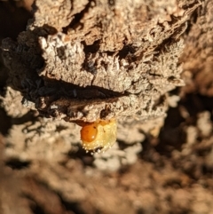 Lophyrotoma sp. (genus) at Watson, ACT - 10 Apr 2022 04:50 PM