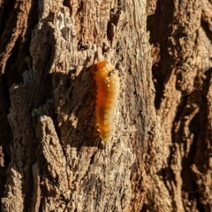 Lophyrotoma sp. (genus) at Watson, ACT - 10 Apr 2022 04:50 PM