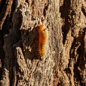 Lophyrotoma sp. (genus) at Watson, ACT - 10 Apr 2022 04:50 PM