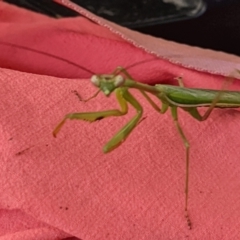 Unidentified Praying mantis (Mantodea) at Watson, ACT - 10 Apr 2022 by AniseStar