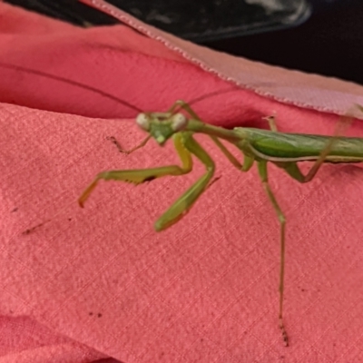 Unidentified Praying mantis (Mantodea) at Watson, ACT - 10 Apr 2022 by AniseStar