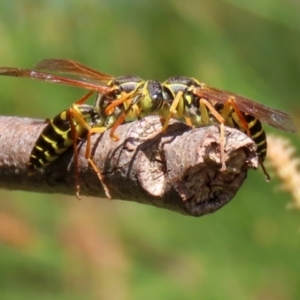 Polistes (Polistes) chinensis at Monash, ACT - 10 Apr 2022 12:25 PM