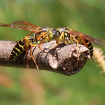 Polistes (Polistes) chinensis (Asian paper wasp) at Monash, ACT - 10 Apr 2022 by RodDeb