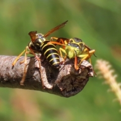 Polistes (Polistes) chinensis at Monash, ACT - 10 Apr 2022 12:25 PM